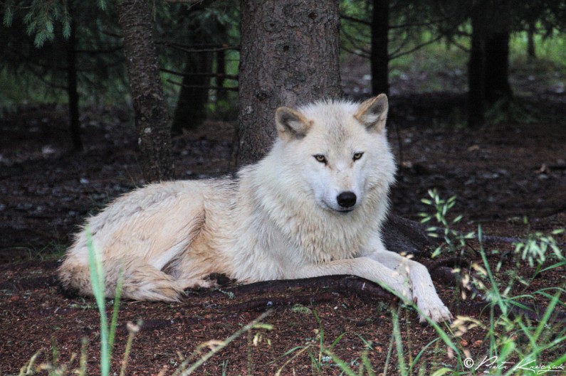 loups quebec (8)